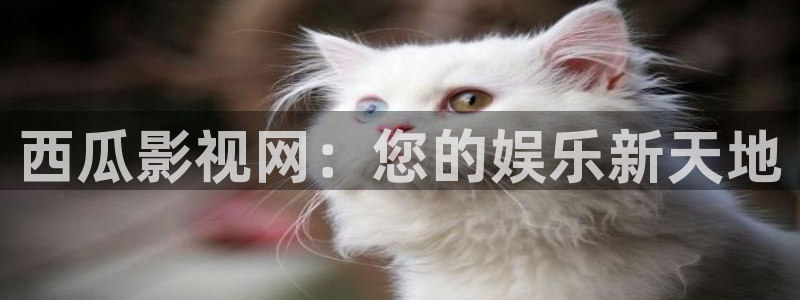 97日韩神马影院